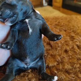 Boy 2 - Salt and pepper Miniature Schnauzer puppy in Blackville, South Carolina from KS Kennels