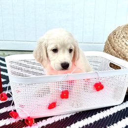 Goldendoodle Puppies from Sweetgrass Goldendoodles of Moncks Corner