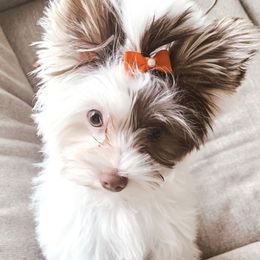 Koko - Yorkshire Terrier