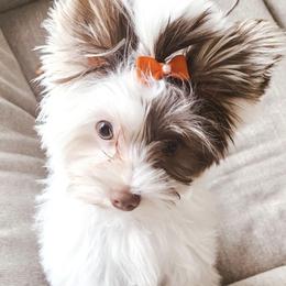 Koko - Yorkshire Terrier