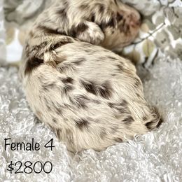 Aussiedoodle, Australian Shepherd, Miniature American Shepherd, and Miniature Australian Shepherd Puppies from Bline Family Farm