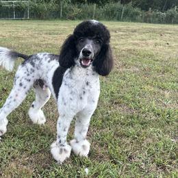 Bernedoodles and Poodles from Barren River Bernedoodles and Poodles