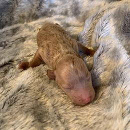 Girl 2 - Apricot female Goldendoodle puppy in Haddam, Kansas from Golden B Acres