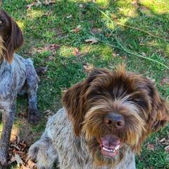 Wirehaired Pointing Griffons from Maine Backwoods Kennel