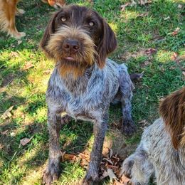 Wirehaired Pointing Griffons from Maine Backwoods Kennel