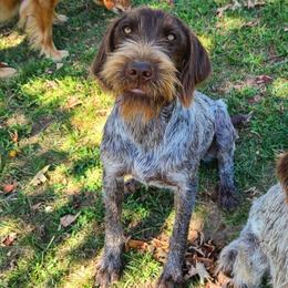 Wirehaired Pointing Griffons from Maine Backwoods Kennel