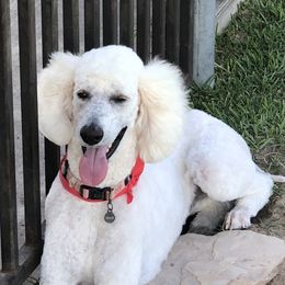 Goldendoodles and Poodles from Diamond C Doodles