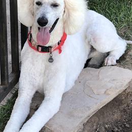 Goldendoodles and Poodles from Diamond C Doodles