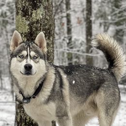 Balto - Siberian Husky