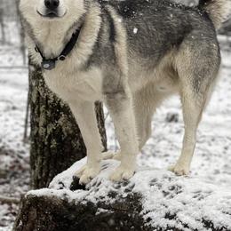 Balto - Siberian Husky