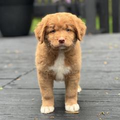 French Bulldog and Nova Scotia Duck Tolling Retriever Puppies from Folklore Den