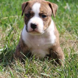 Astro - Red brindle male American Staffordshire Terrier puppy in Guilford County, North Carolina from Explicit Kennel
