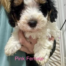 Abstract parti Pink - Black and white female Bernedoodle puppy in Petersburg, Michigan from Brittany’s Mini Bernedoodles