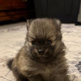 Hazel - Cream sable female Pomeranian puppy in Texas from Tiny Tornado Poms