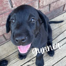 Gunner - Labrador Retriever puppy from River Mountain Kennels