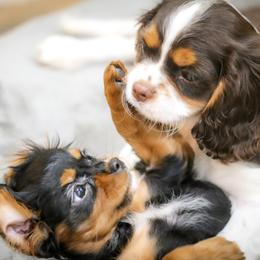 Cavalier King Charles Spaniel Puppies from West Coast Cavaliers