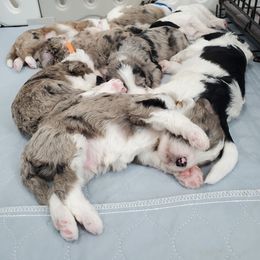 Aussiedoodle Puppies from Southwest Florida Doodles