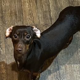 Dachshunds from Double Shot Dachshunds