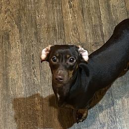 Dachshunds from Double Shot Dachshunds