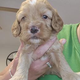 Ollie - Buff and white male Cockapoo puppy in Mocksville, North Carolina from Hunting Creek Kennels & Farm