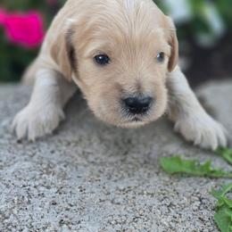 Winston - Cream male Goldendoodle puppy in Arthur, Illinois from Perfect Pugs