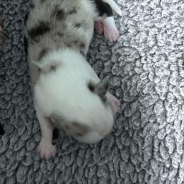 Wade - Blue merle and white male Cardigan Welsh Corgi puppy in Kerens, West Virginia from Leather & Lace