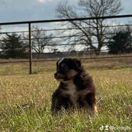 BTM - Black tri male Toy Australian Shepherd puppy in Lindale, Texas from Circle JTS Ranch