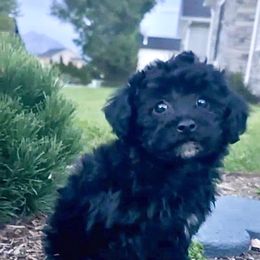 Cocoa - Black and white male Cavapoo puppy in West Jordan, Utah from Haven Creek Doodles