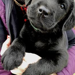 Labrador Retriever Puppies from Findaway Labradors