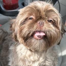 Dream - Shih Tzu