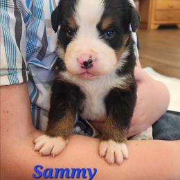 Sammy - Black rust and white male Bernese Mountain Dog puppy in Auburn, Indiana from Swamp Creek Berners