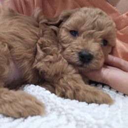 Bell - Apricot female Poodle puppy in Corona, California from Poodle house CA