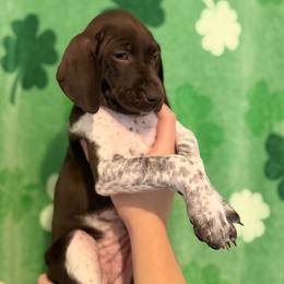 Orange Collar - Liver and white female German Shorthaired Pointer puppy in Bluffton, South Carolina from Lowcountry Southern GSP'S