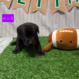 2nd pick Black Female - Black female Labrador Retriever puppy in Farmington, Missouri from Granite Creek Kennel
