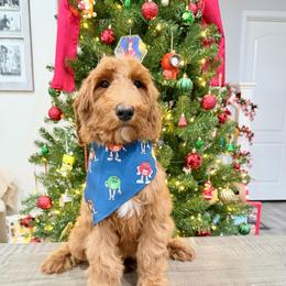 Purple - Red  female Goldendoodle puppy in Bakersfield, California from Lavish Doodles