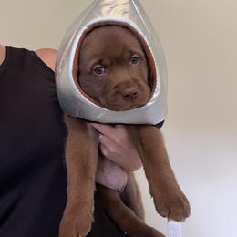 Labrador Retriever Puppies from Enchanted Garden Labradors