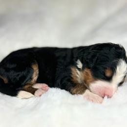 Jasmine - Tri-color female Bernedoodle puppy in Sugarcreek, Ohio from Cuddly Companion Doodles