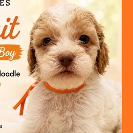 1400.00 Biscuit: Orange Collar - Parti male Goldendoodle puppy in Raceland, Louisiana from Cajun Doodles