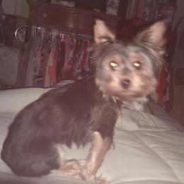 Allie - Yorkshire Terrier