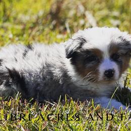 Boy 3 - Blue merle Australian Shepherd puppy in Mc Alisterville, Pennsylvania from Colibri Acres And Farm