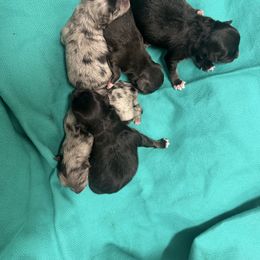 Girl 1 - Blue merle female Pomeranian puppy in Concord, California from Eelan’s Poms