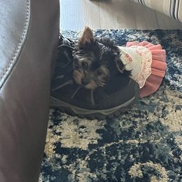 Yorkshire Terrier Puppies from Bragg’s Yorkies