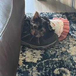 Yorkshire Terrier Puppies from Bragg’s Yorkies