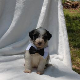Aussiedoodle, Australian Shepherd, and Miniature Australian Shepherd Puppies from Royal J Aussies and Aussiedoodles