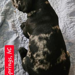 Axton - Merle male Great Dane puppy in Biscoe, North Carolina from Clouser's Bodacious Danes & Miniature Schnauzers