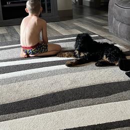 Bernedoodle Puppies from Over the Moon Poodles and Doodles