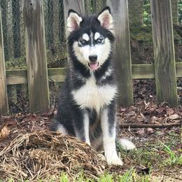 Black and white Male - Black and white male Pomsky puppy in Gladstone, Virginia from Rustic Charms Miniature Huskys