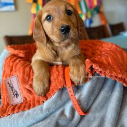 Orange Female pup - Dark golden female Golden Retriever puppy in Gillete, Wyoming from Red Prairie Retrievers