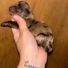Simba - Dapple male Dachshund puppy in Lumberton, Mississippi from Doris’ Darlin Doxies & Doodles