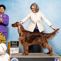 Irish Setter puppies from Anamacara Irish Setters